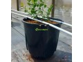 plastic-berry-grow-pots-wholesale-small-1
