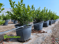 plastic-berry-grow-pots-wholesale-small-0