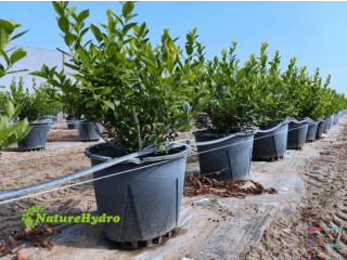 Plastic Berry Grow Pots Wholesale