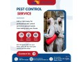 pest-control-service-small-0
