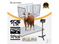 cow-weight-scale-suja-global-cattle-weighing-scale-in-bangladesh-small-0