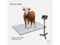 cow-weight-scale-suja-global-cattle-weighing-scale-in-bangladesh-small-1